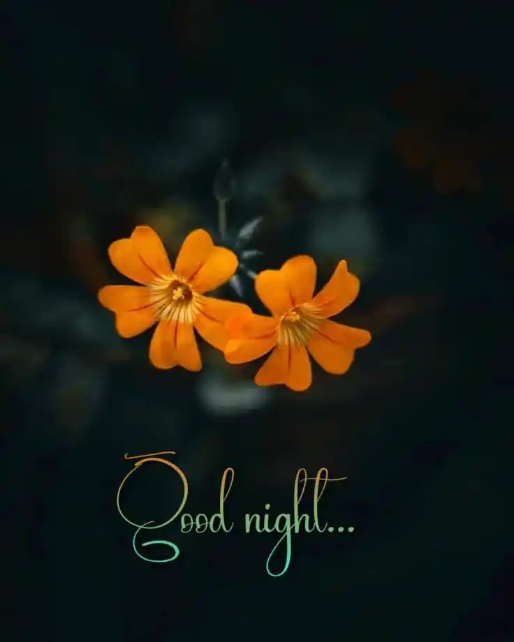 cute good night pic