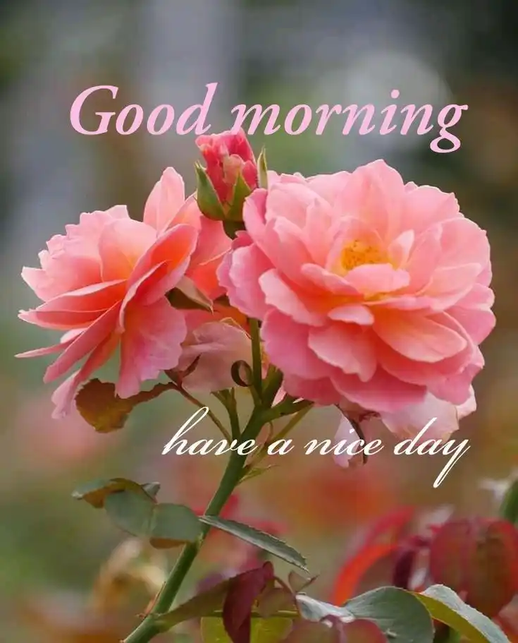 good morning images cartoon