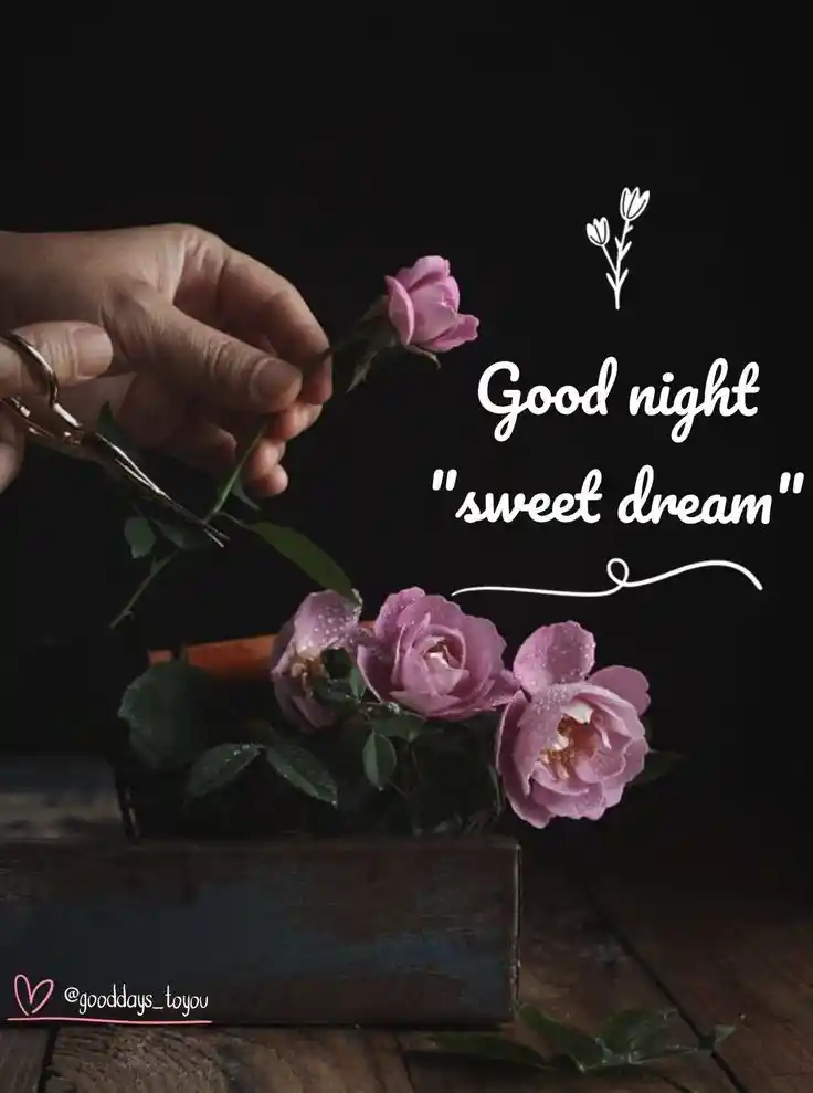 good night pictures animals