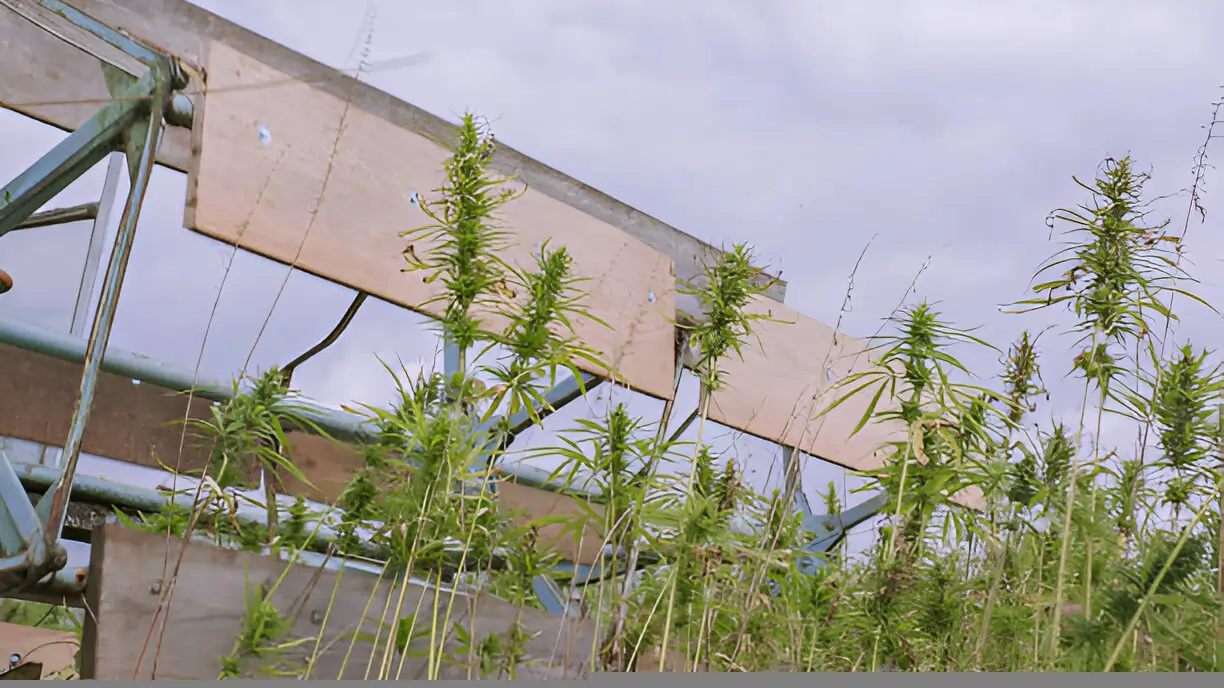 Grower's Favorites: The Most Effective Cannabis Strains for Any Use